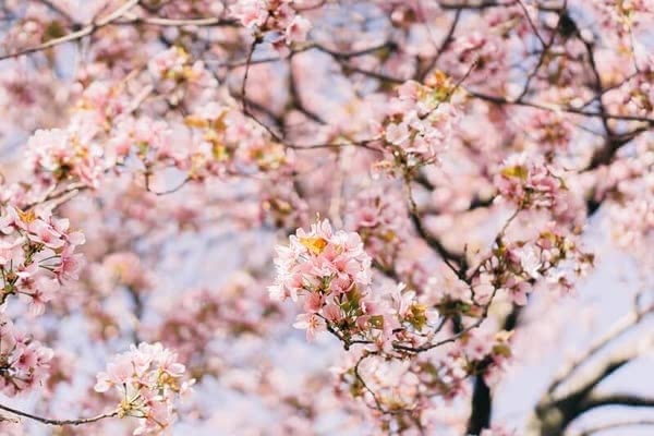 初節句,女の子,ひな祭り,マナー,贈り物