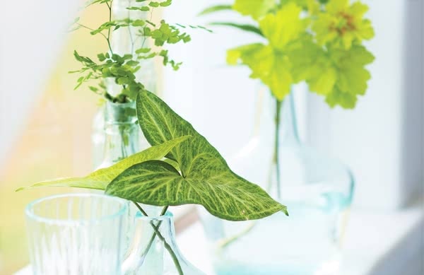 乾燥肌,ニキビ,化粧水,スキンケア,おすすめ,ランキング