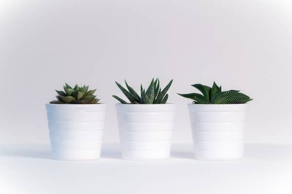 クレンジングミルク,乾燥肌,敏感,おすすめ,ランキング,人気