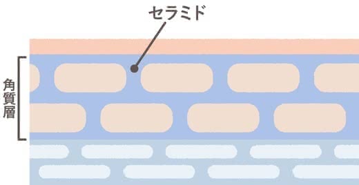 乾燥肌クリーム