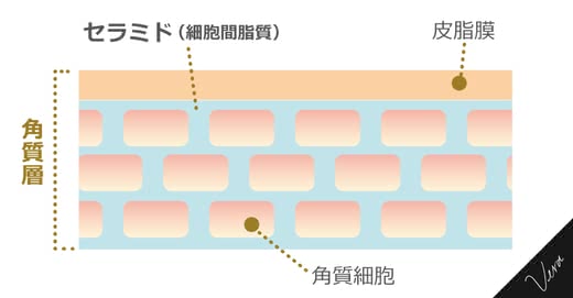 セラミド,美容液
