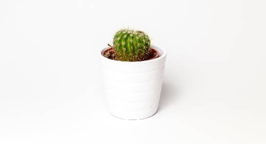 顔脱毛