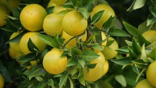 大人ニキビ,食べ物,人気,おすすめ,ランキング