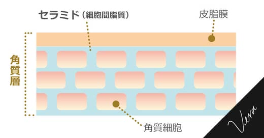 乾燥肌人気おすすめランキング