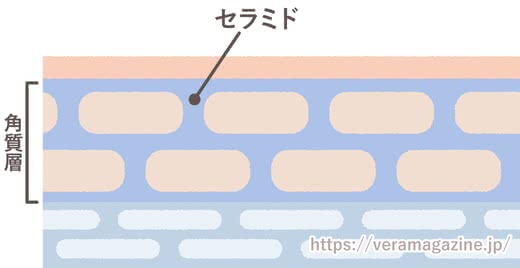 乾燥肌クリーム