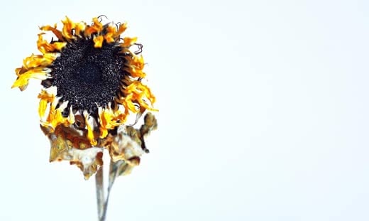 保湿クリームおすすめ人気ランキングプチプラ