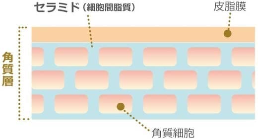 セラミドクリーム