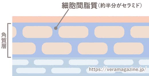 乾燥肌,化粧水,セラミド